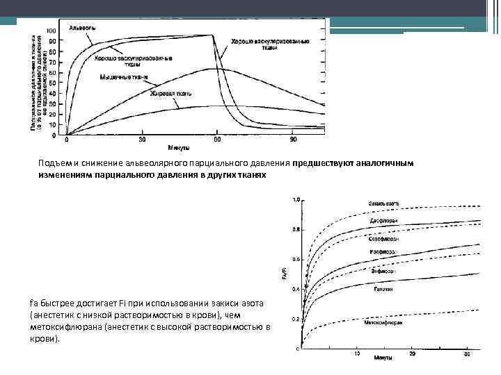 Подъем и снижение альвеолярного парциального давления предшествуют аналогичным изменениям парциального давления в других тканях