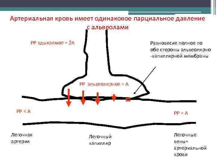 Артериальная кровь имеет одинаковое парциальное давление с альвеолами PP вдыхаемое = 2 A Равновесие