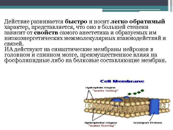 Действие развивается быстро и носит легко обратимый характер, представляется, что оно в большей степени