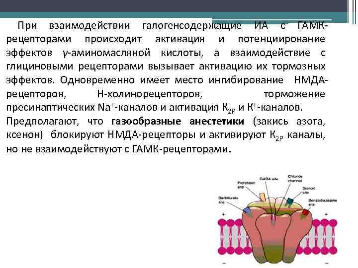 При взаимодействии галогенсодержащие ИА с ГАМКрецепторами происходит активация и потенциирование эффектов γ-аминомасляной кислоты, а