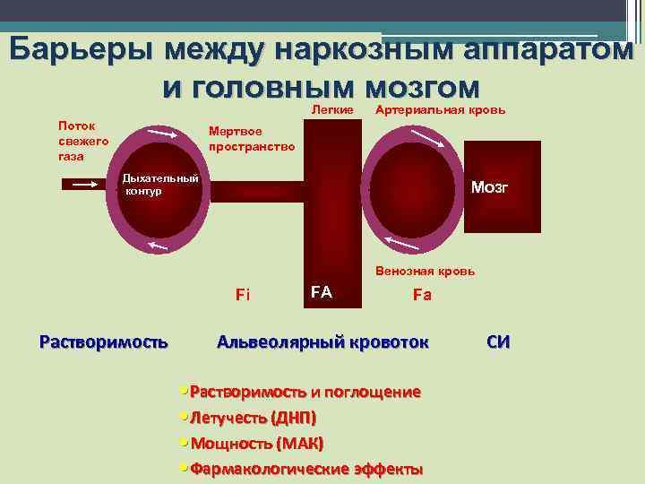 Барьеры между наркозным аппаратом и головным мозгом Легкие Поток свежего газа Артериальная кровь Мертвое