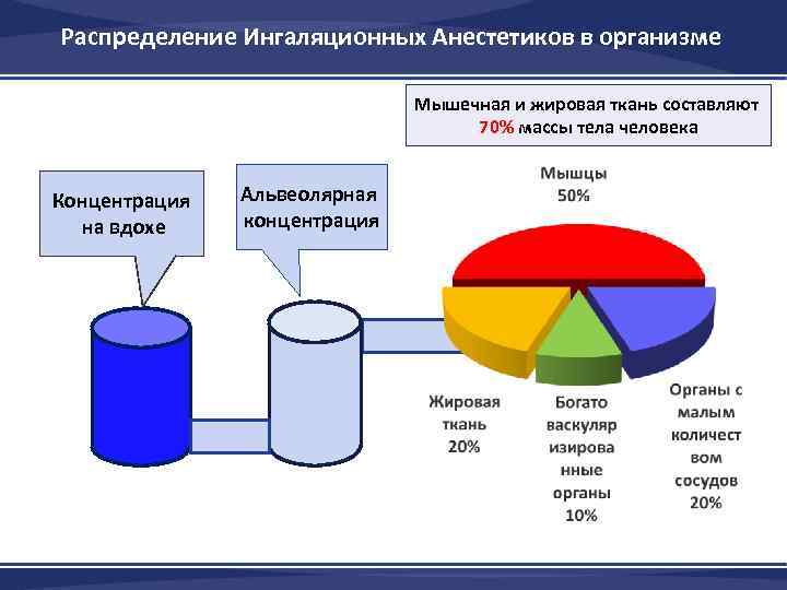 Распределение Ингаляционных Анестетиков в организме Мышечная и жировая ткань составляют 70% массы тела человека