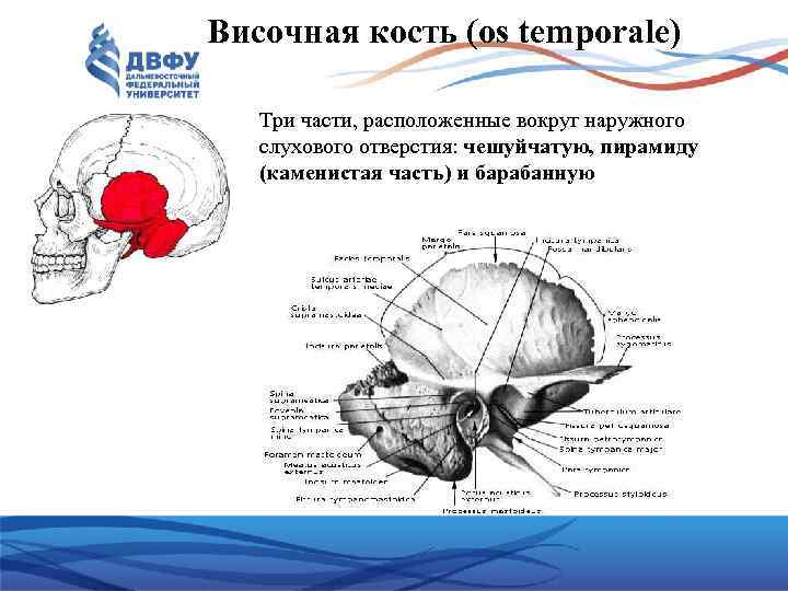 Planum temporale перевод