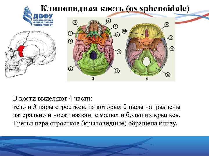 Клиновидная кость (os sphenoidale) В кости выделяют 4 части: тело и 3 пары отростков,