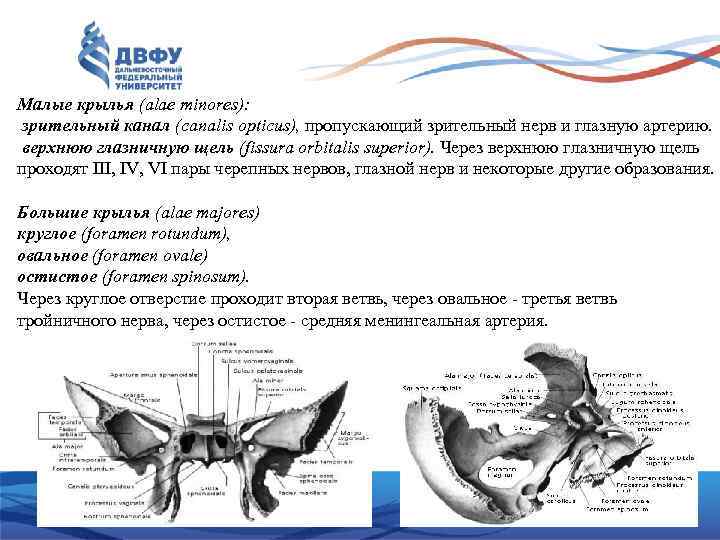 Малые крылья (alae minores): зрительный канал (canalis opticus), пропускающий зрительный нерв и глазную артерию.