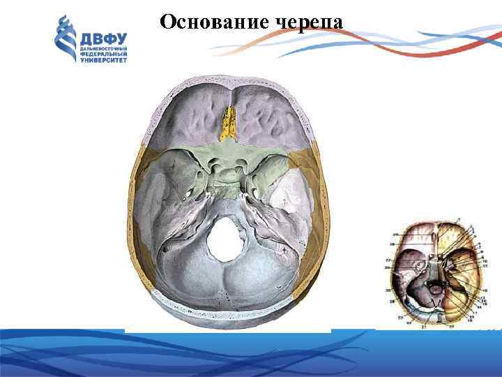 Основание черепа 