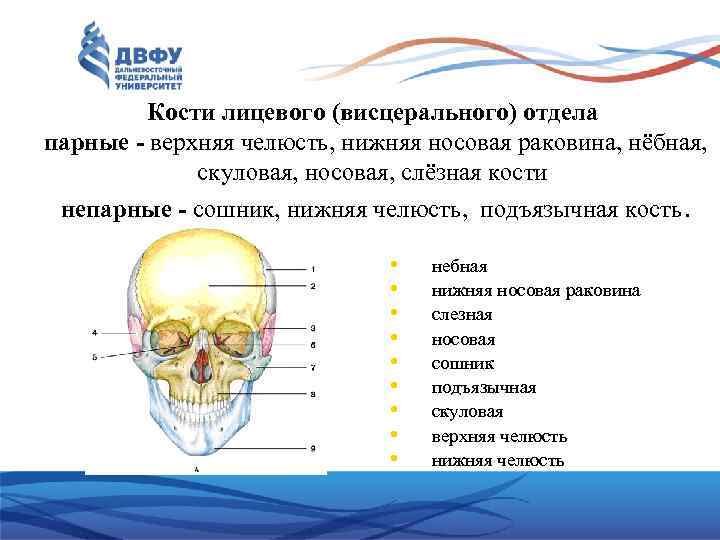 К парным костям мозгового черепа относятся