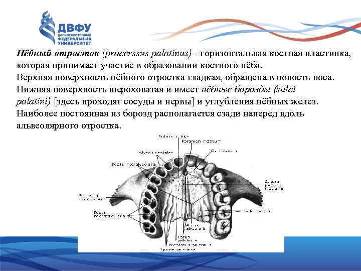 Большой небный канал. Небный отросток. Небный отросток верхней. Небный отросток верхней челюсти.