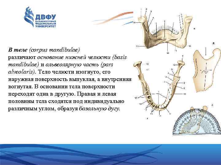 В теле (corpus mandibulae) различают основание нижней челюсти (basis mandibulae) и альвеолярную часть (pars