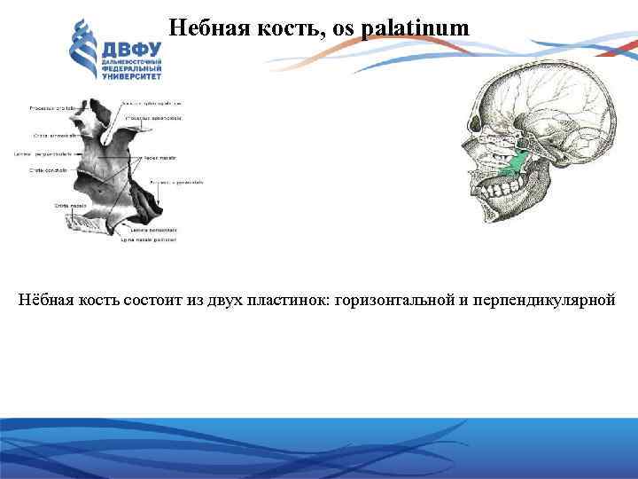 Небная кость, os palatinum Нёбная кость состоит из двух пластинок: горизонтальной и перпендикулярной 
