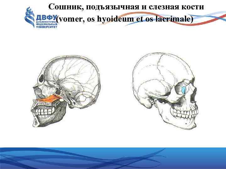 Сошник, подъязычная и слезная кости (vomer, os hyoideum et os lacrimale) 