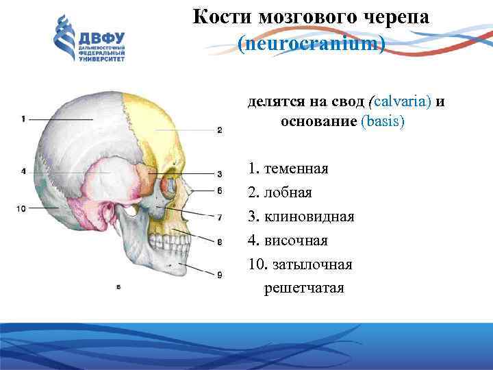 Решетчатая кость мозгового черепа