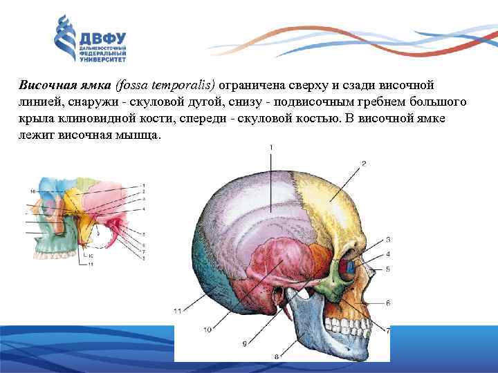 Височная ямка височной кости