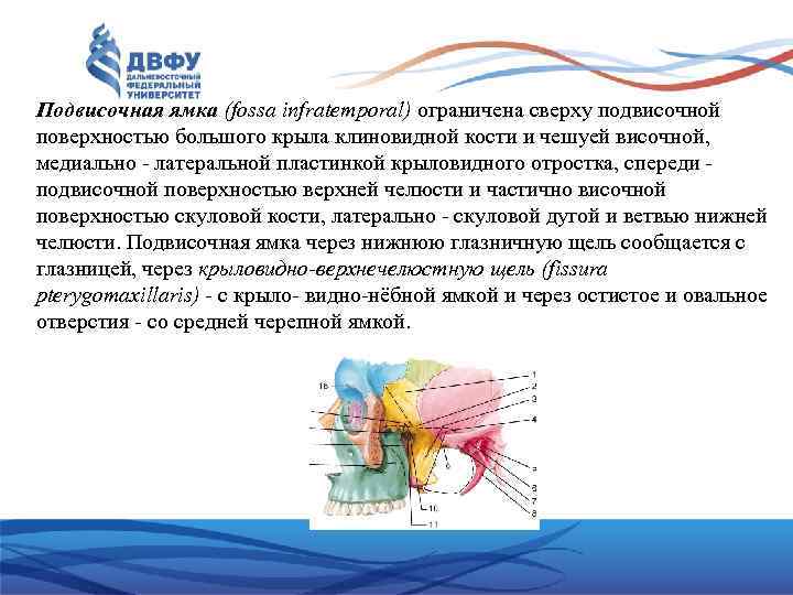 Подвисочная ямка (fossa infratemporal) ограничена сверху подвисочной поверхностью большого крыла клиновидной кости и чешуей