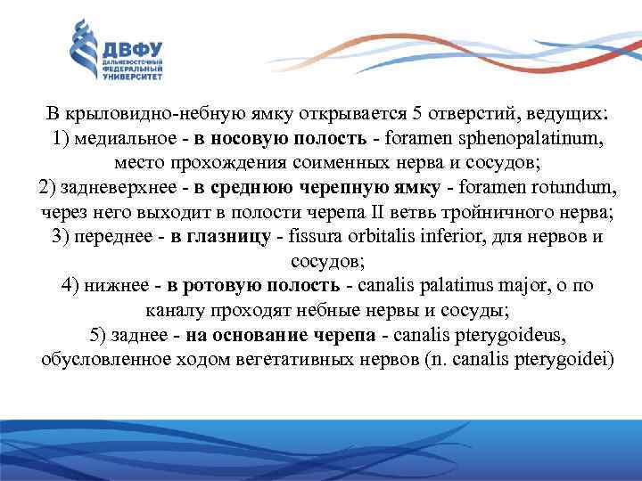 В крыловидно-небную ямку открывается 5 отверстий, ведущих: 1) медиальное - в носовую полость -
