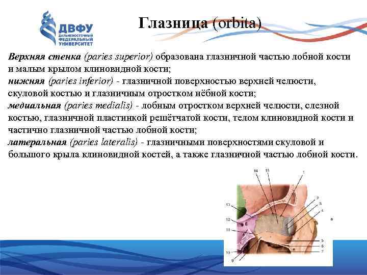 Глазница (orbita) Верхняя стенка (paries superior) образована глазничной частью лобной кости и малым крылом