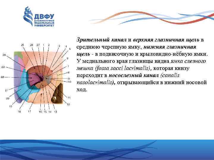 Зрительный канал и верхняя глазничная щель в среднюю черепную ямку, нижняя глазничная щель -