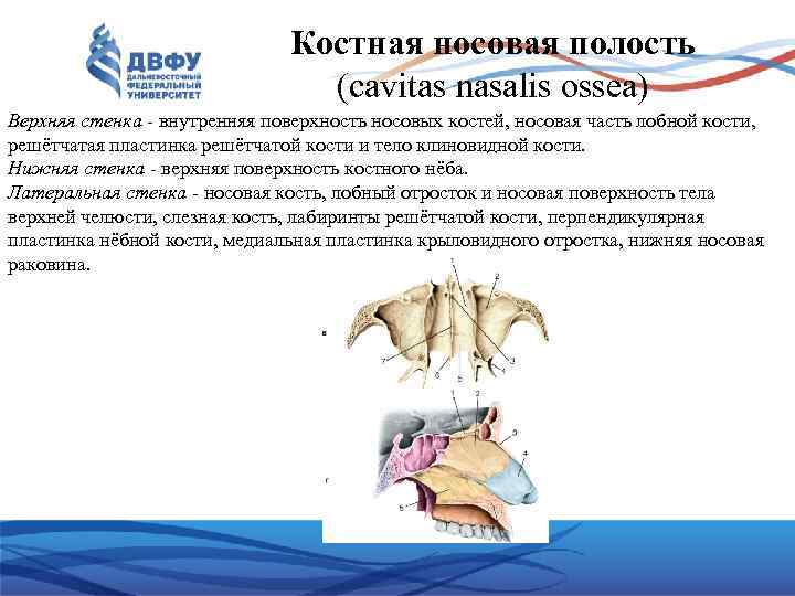 Костная носовая полость (cavitas nasalis ossea) Верхняя стенка - внутренняя поверхность носовых костей, носовая