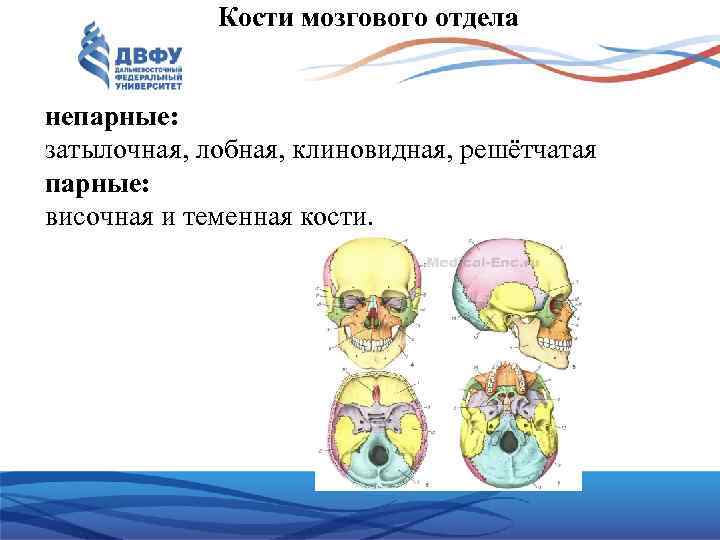 Парные кости мозгового отдела. Непарные кости мозгового отдела. Парные и непарные кости черепа человека. Какие кости мозгового отдела парные лобная теменная затылочная.