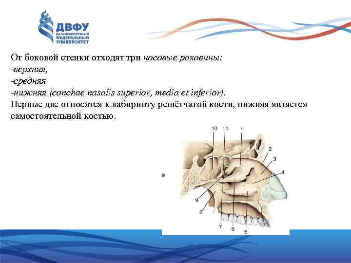 От боковой стенки отходят три носовые раковины: -верхняя, -средняя -нижняя (conchae nasalis superior, media