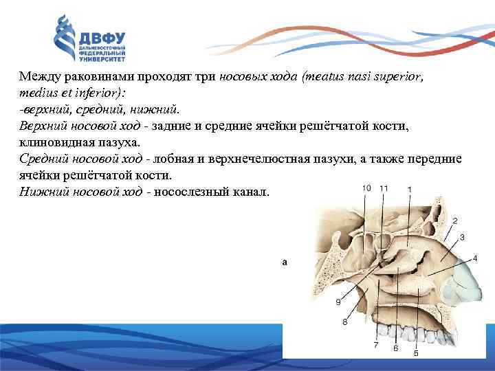 Между раковинами проходят три носовых хода (meatus nasi superior, medius et inferior): -верхний, средний,