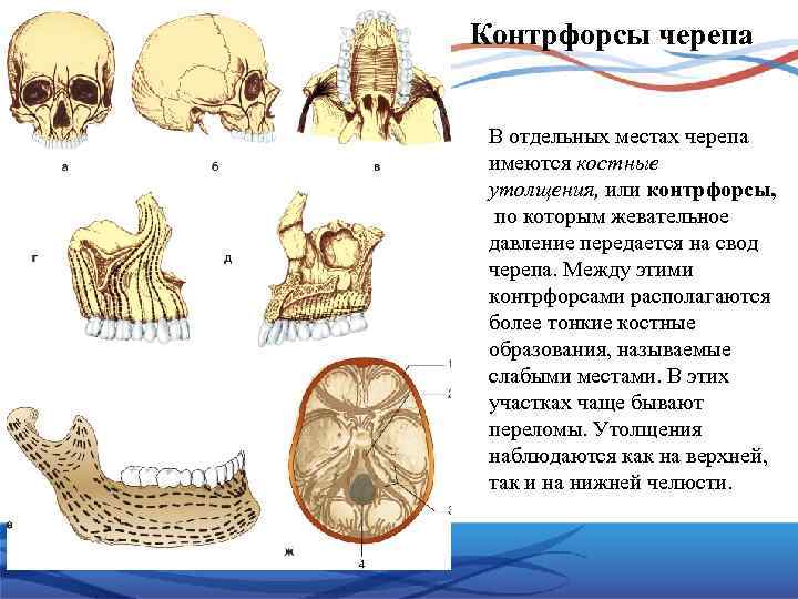 Схема контрфорсов анатомия