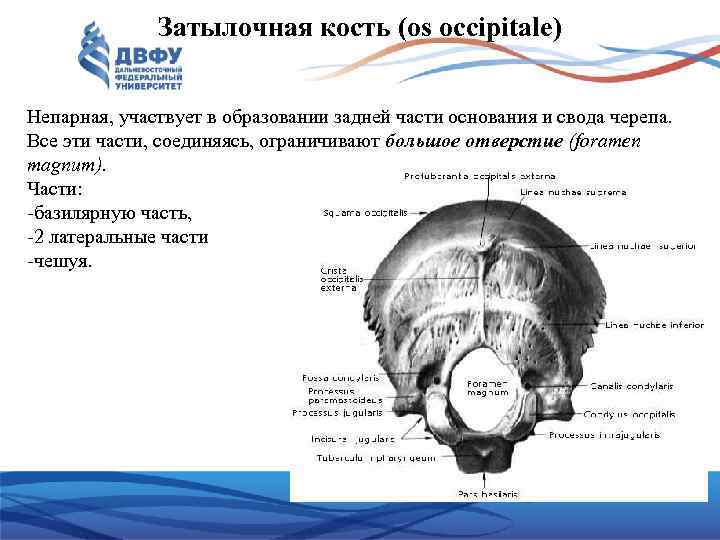 Затылочная кость (os occipitale) Непарная, участвует в образовании задней части основания и свода черепа.
