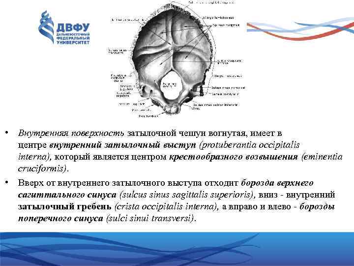 Борозды синусов. Борозда сигмовидного синуса затылочной кости. Борозда поперечного синуса. Юорозла поперечног синцчв. Борозда поперечного синуса затылочной.