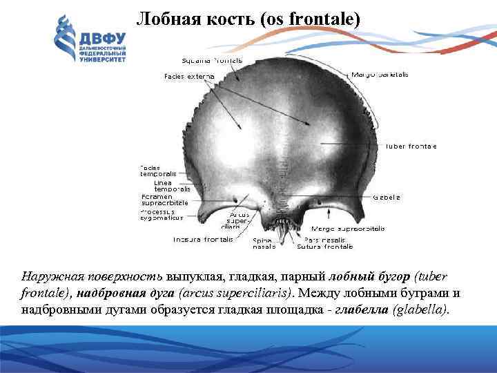 Лобные латынь. Лобная кость глабелла. Лобная кость черепа анатомия. Лобная кость os frontale.