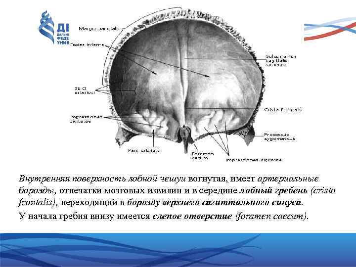 Лобные латынь. Лобная кость черепа человека. Кости черепа лобная кость. Лобная кость внутренняя поверхность. Борозда верхнего сагитального синуса теменной кости рисунок.