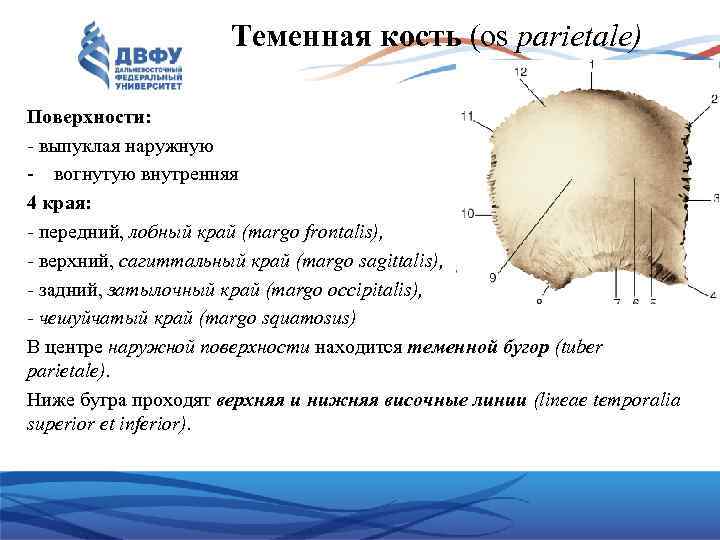 Теменная кость (os parietale) Поверхности: - выпуклая наружную - вогнутую внутренняя 4 края: -