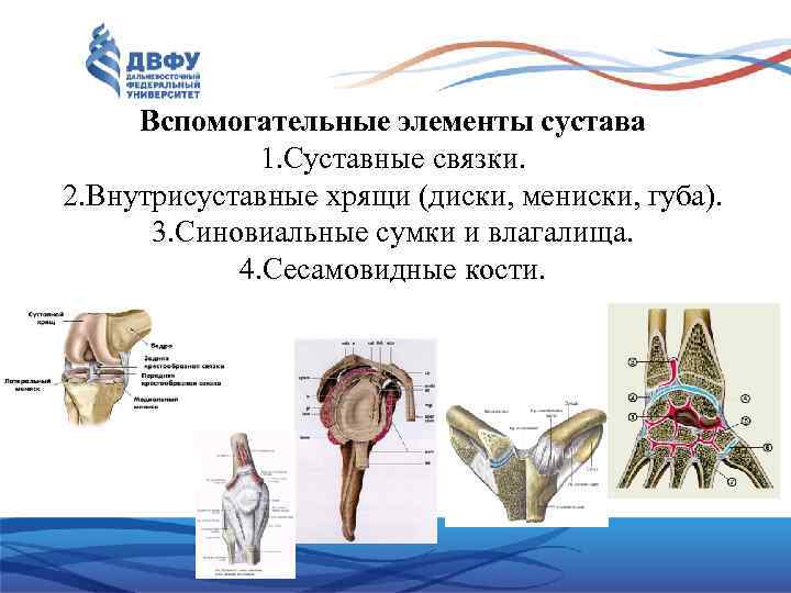 Вспомогательные элементы сустава 1. Суставные связки. 2. Внутрисуставные хрящи (диски, мениски, губа). 3. Синовиальные