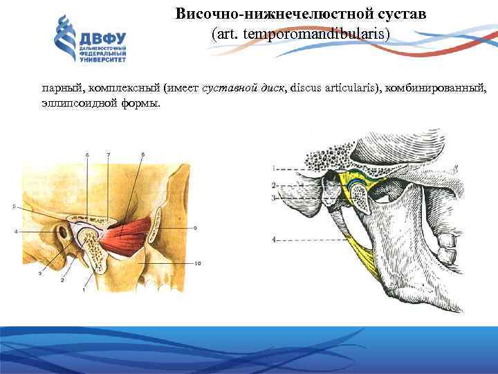 Внчс. Височно-нижнечелюстной сустав строение. Соединения костей черепа височно-нижнечелюстной сустав. Суставные поверхности височно-нижнечелюстного сустава.