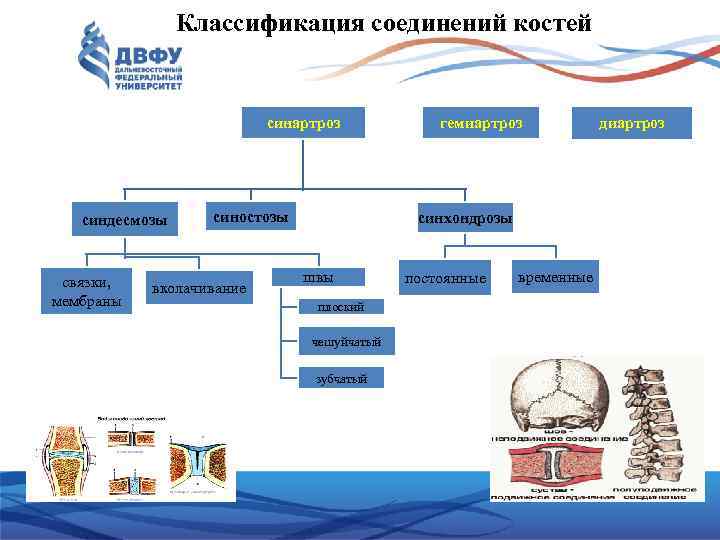 Классификация соединений. 1 Классификация соединений костей. Соединения костей и их классификация. Классификация соединений костей скелета. Классификация видов соединения костей.