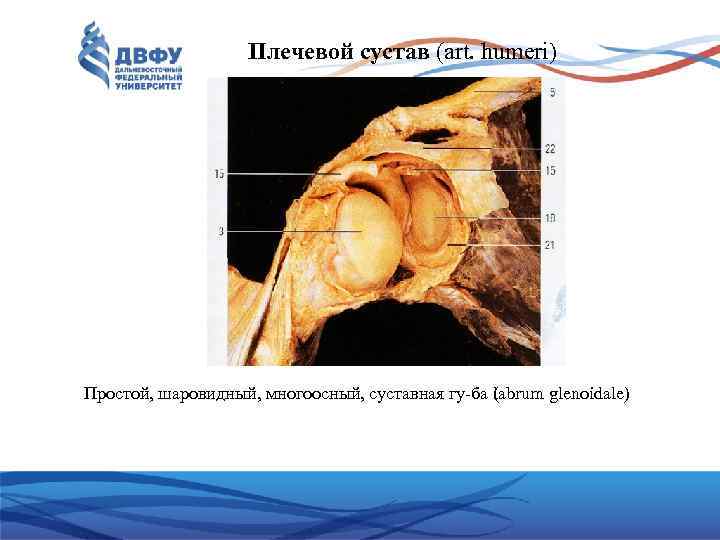 Плечевой сустав (art. humeri) Простой, шаровидный, многоосный, суставная гу ба (аbrum glenoidale) l 