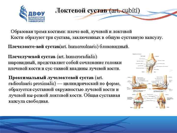 Локтевой сустав (art. cubiti) Образован тремя костями: плече вой, лучевой и локтевой Кости образуют