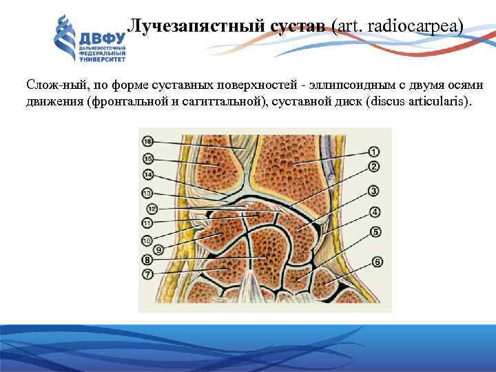 Лучезапястный сустав (art. radiocаrpea) Слож ный, по форме суставных поверхностей эллипсоидным с двумя осями