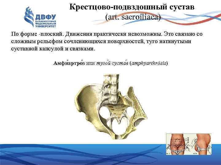 Крестцово подвздошный сустав (art. sacroiliаca) По форме плоский. Движения практически невозможны. Это связано со