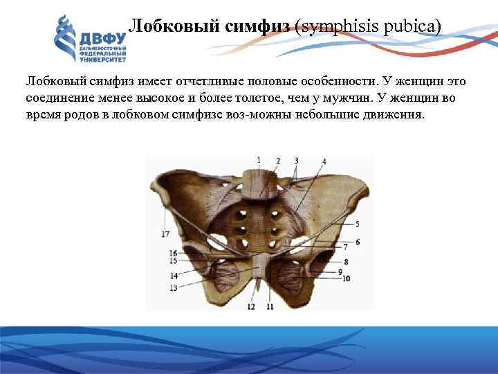 Лобковый симфиз (symphisis pubica) Лобковый симфиз имеет отчетливые половые особенности. У женщин это соединение