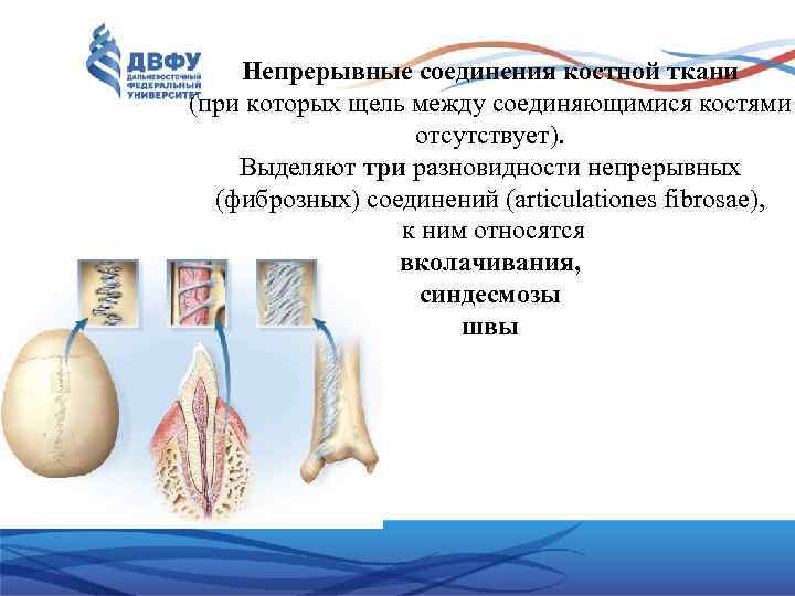 Непрерывные соединения костной ткани (при которых щель между соединяющимися костями отсутствует). Выделяют три разновидности