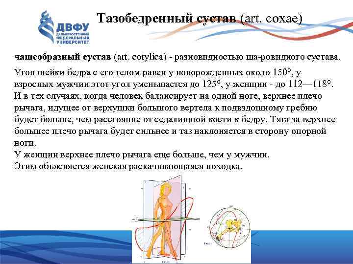 Тазобедренный сустав (art. coxae) чашеобразный сустав (art. cotylica) разновидностью ша ровидного сустава. Угол шейки