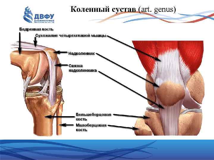 Коленный сустав (art. genus) 
