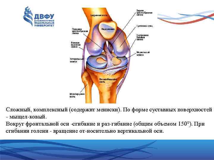 Сложный, комплексный (содержит мениски). По форме суставных поверхностей мыщел ковый. Вокруг фронтальной оси сгибание