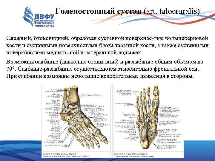 Характеристика голеностопного сустава. Голеностопный сустав артросиндесмология. Голеностопный сустав, articulatio talocruralis. Голеностопный сустав сложный блоковидный. Голеностопный сустав анатомия характеристика.