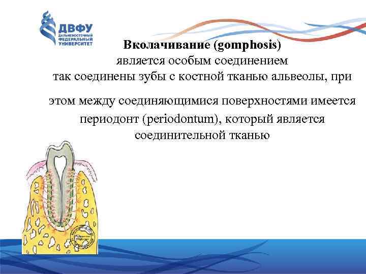 Вколачивание (gomphosis) является особым соединением так соединены зубы с костной тканью альвеолы, при этом