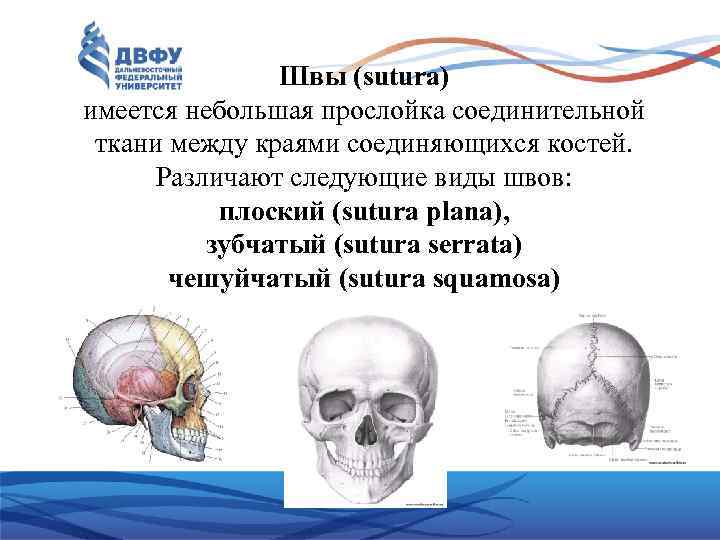 Швы (sutura) имеется небольшая прослойка соединительной ткани между краями соединяющихся костей. Различают следующие виды