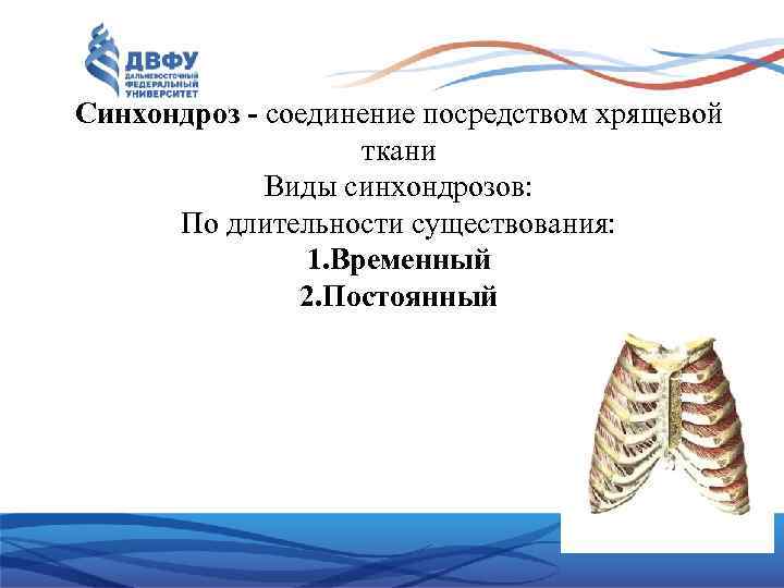 Синхондроз соединение посредством хрящевой ткани Виды синхондрозов: По длительности существования: 1. Временный 2. Постоянный