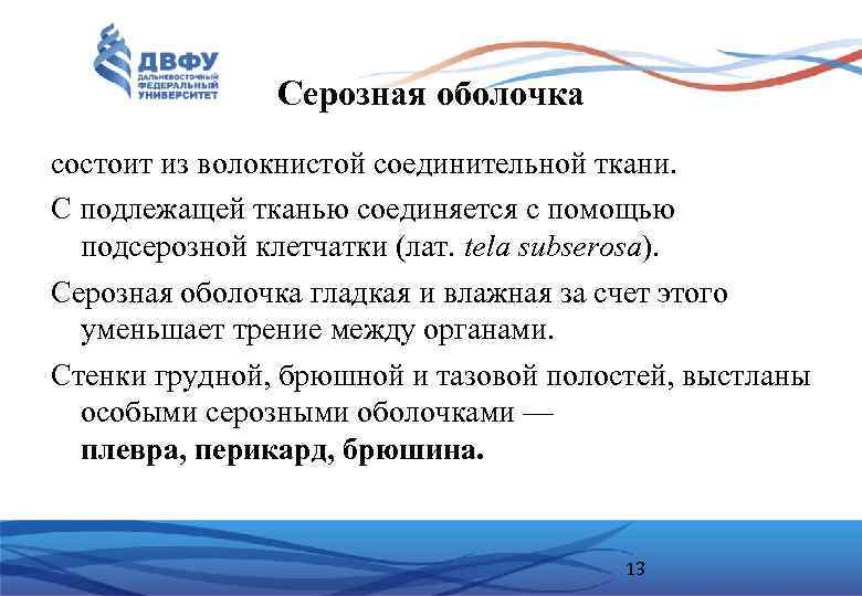 Серозная оболочка состоит из волокнистой соединительной ткани. С подлежащей тканью соединяется с помощью подсерозной