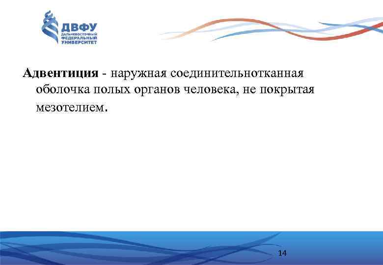 Адвентиция - наружная соединительнотканная оболочка полых органов человека, не покрытая мезотелием. 14 