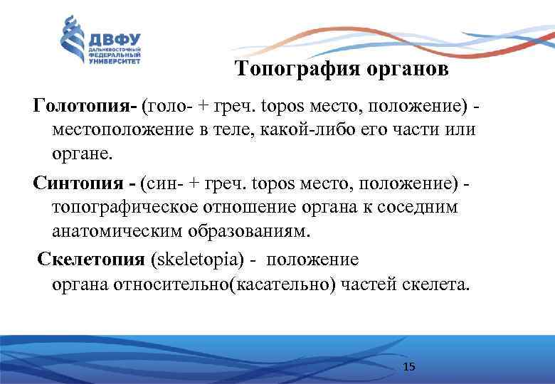 Топография органов Голотопия- (голо- + греч. topos место, положение) - местоположение в теле, какой-либо